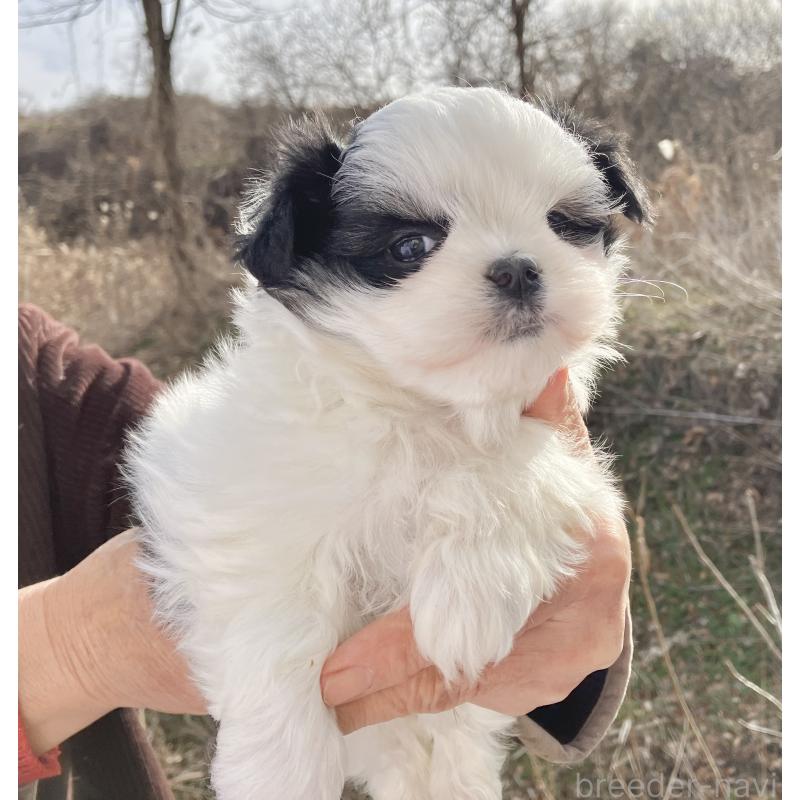 販売中の福島県のマルシーズー:マルチーズ×シーズー-436040の9枚目