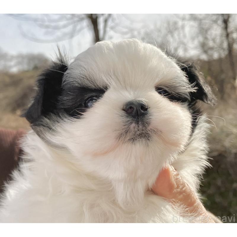 販売中の福島県のマルシーズー:マルチーズ×シーズー-436040の8枚目