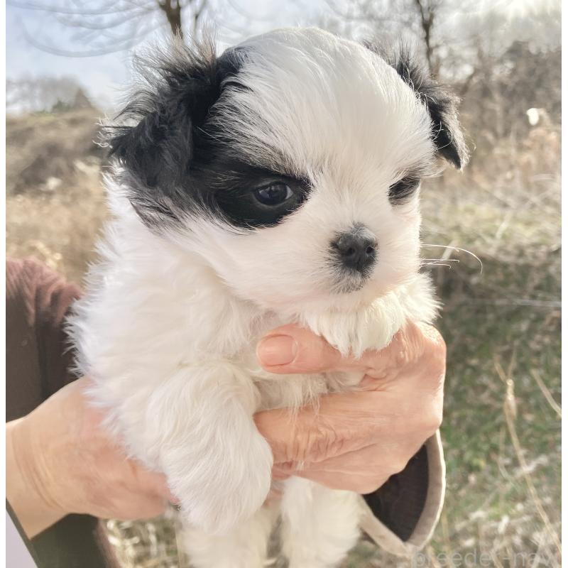 販売中の福島県のマルシーズー:マルチーズ×シーズー-436040の7枚目