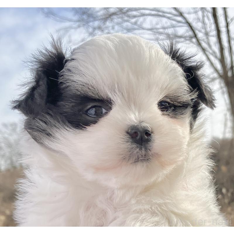 販売中の福島県のマルシーズー:マルチーズ×シーズー-436040の6枚目