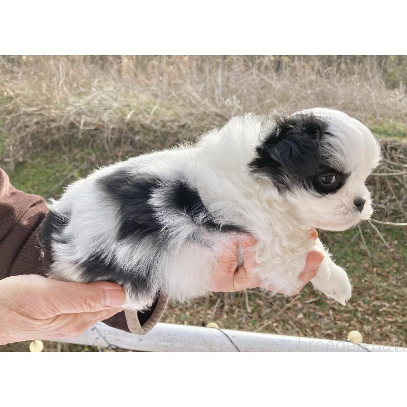 販売中の福島県のマルシーズー:マルチーズ×シーズー-436040の5枚目