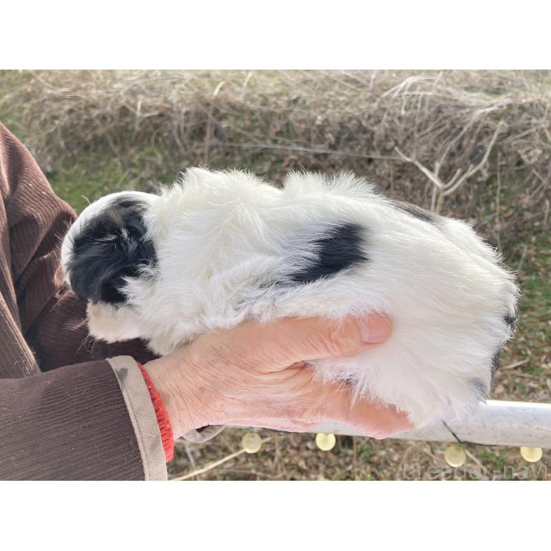 販売中の福島県のマルシーズー:マルチーズ×シーズー-436040の4枚目