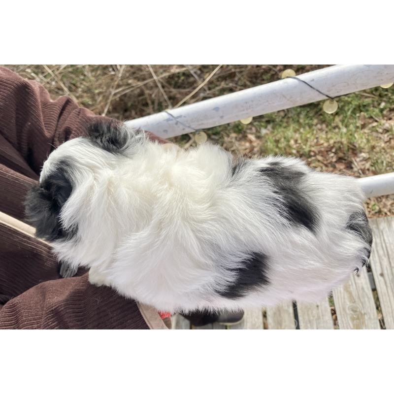 販売中の福島県のマルシーズー:マルチーズ×シーズー-436040の3枚目