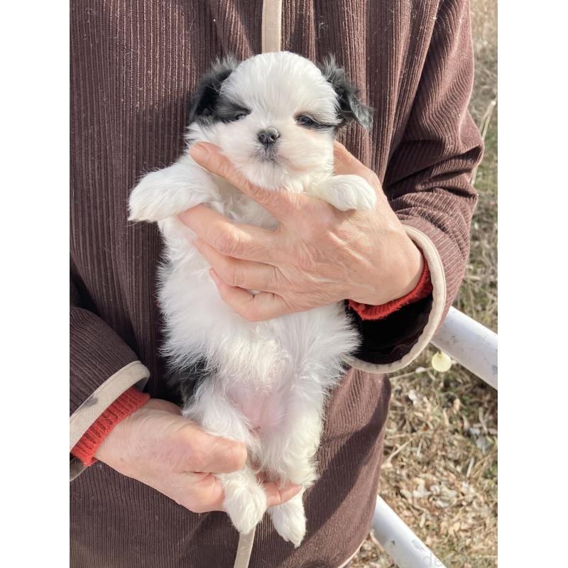 販売中の福島県のマルシーズー:マルチーズ×シーズー-436040の2枚目