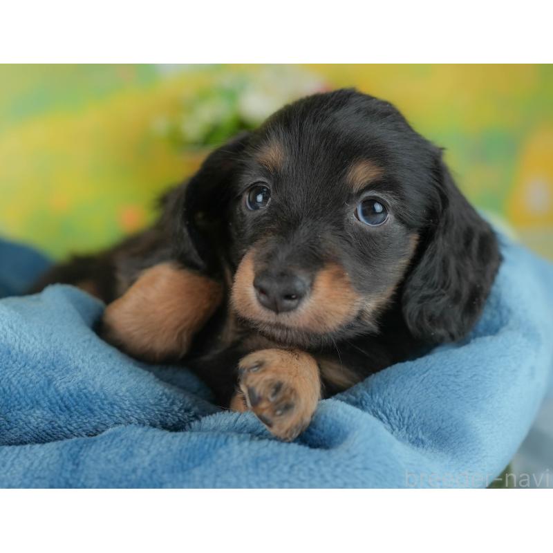 販売中の群馬県のミニチュアダックスフンド(ロングヘアード)-436155の4枚目