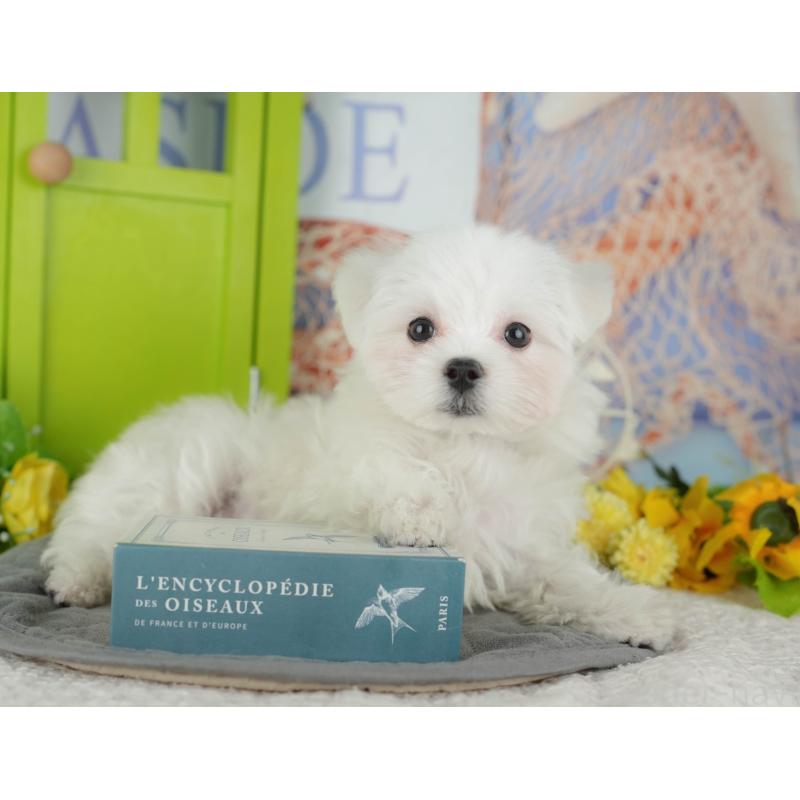 販売中の埼玉県のマルチーズ-436347の6枚目