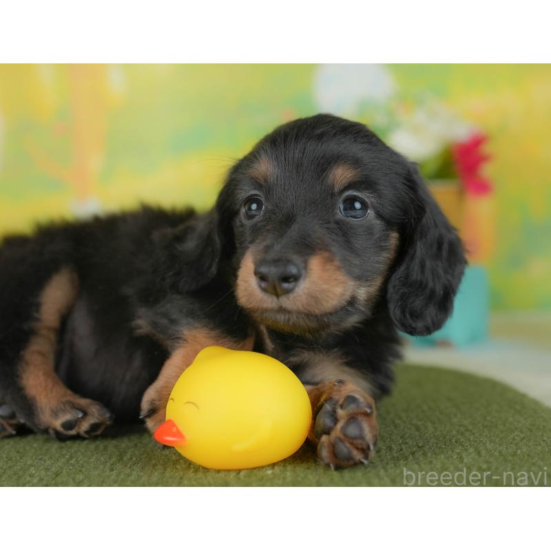 販売中の群馬県のミニチュアダックスフンド(ロングヘアード)-436155の3枚目