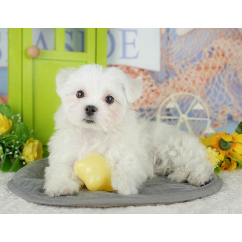 販売中の埼玉県のマルチーズ-436347の3枚目