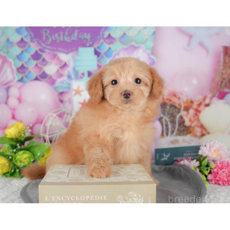 販売中の埼玉県のポメプー:ポメラニアン×トイプードル-436372の10枚目