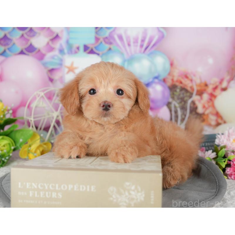 販売中の埼玉県のポメプー:ポメラニアン×トイプードル-436372の7枚目