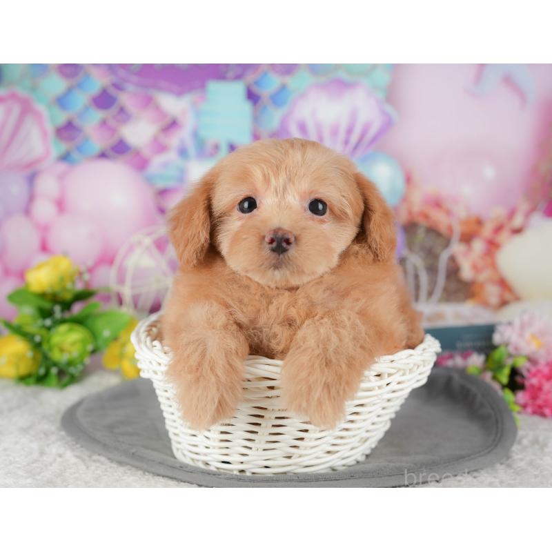 販売中の埼玉県のポメプー:ポメラニアン×トイプードル-436372の6枚目