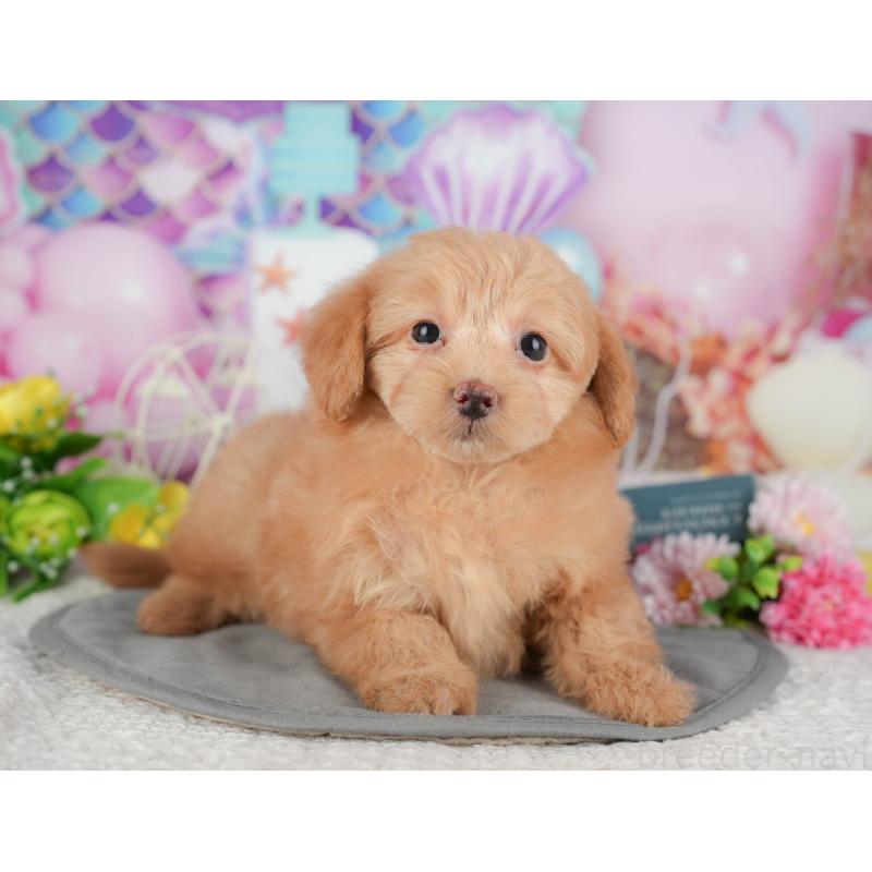 販売中の埼玉県のポメプー:ポメラニアン×トイプードル-436372の3枚目