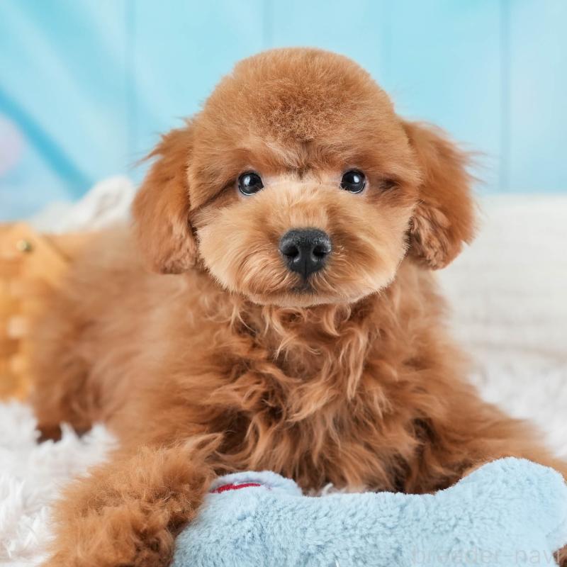 販売中ののトイプードル-436369