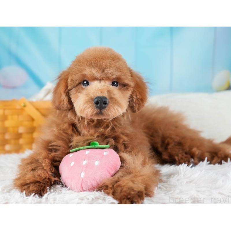 販売中の埼玉県のトイプードル-436369の11枚目