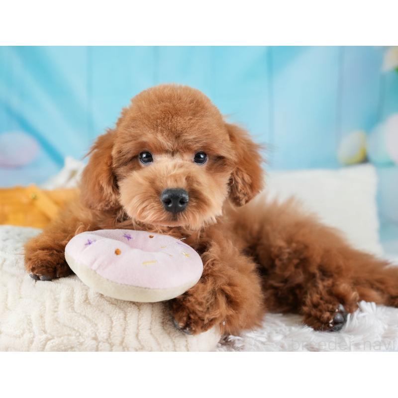 販売中の埼玉県のトイプードル-436369の9枚目