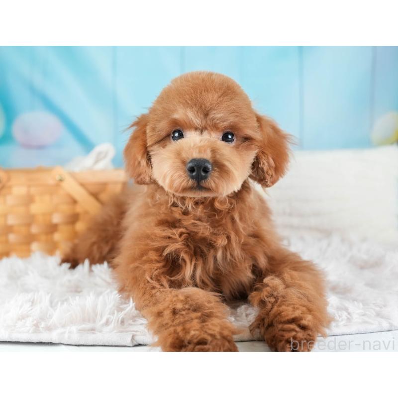 販売中の埼玉県のトイプードル-436369の8枚目