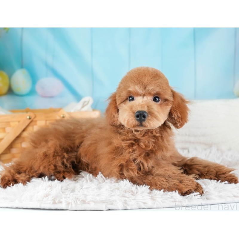 販売中の埼玉県のトイプードル-436369の7枚目