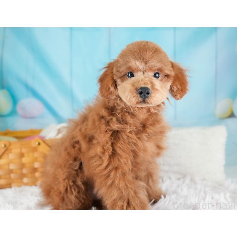 販売中の埼玉県のトイプードル-436369の6枚目