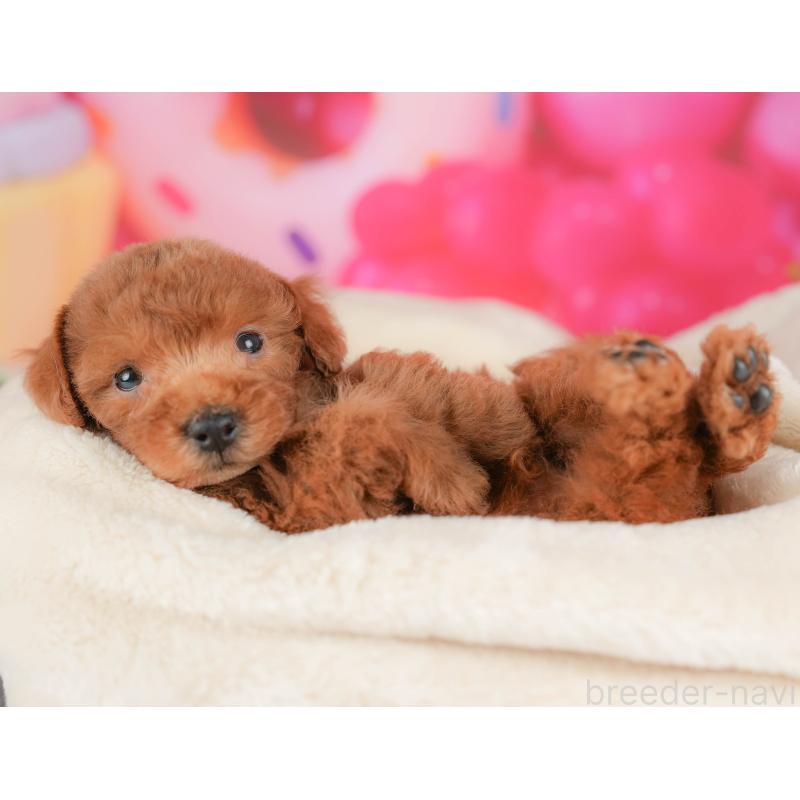 販売中の埼玉県のトイプードル-436369の4枚目