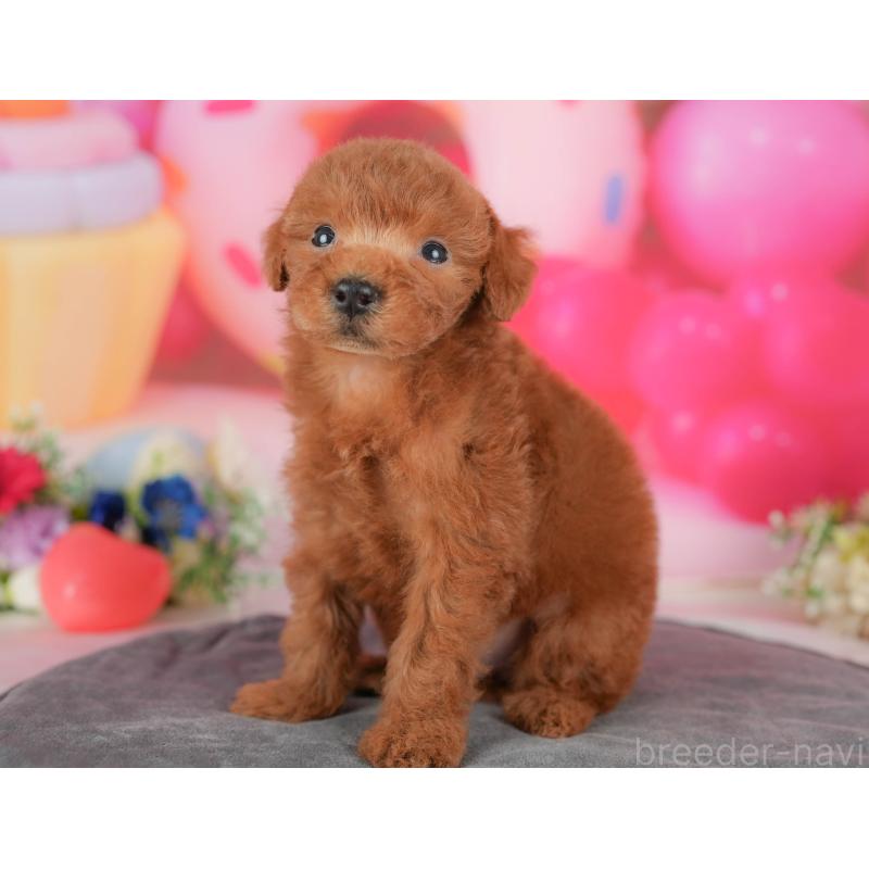 販売中の埼玉県のトイプードル-436369の3枚目