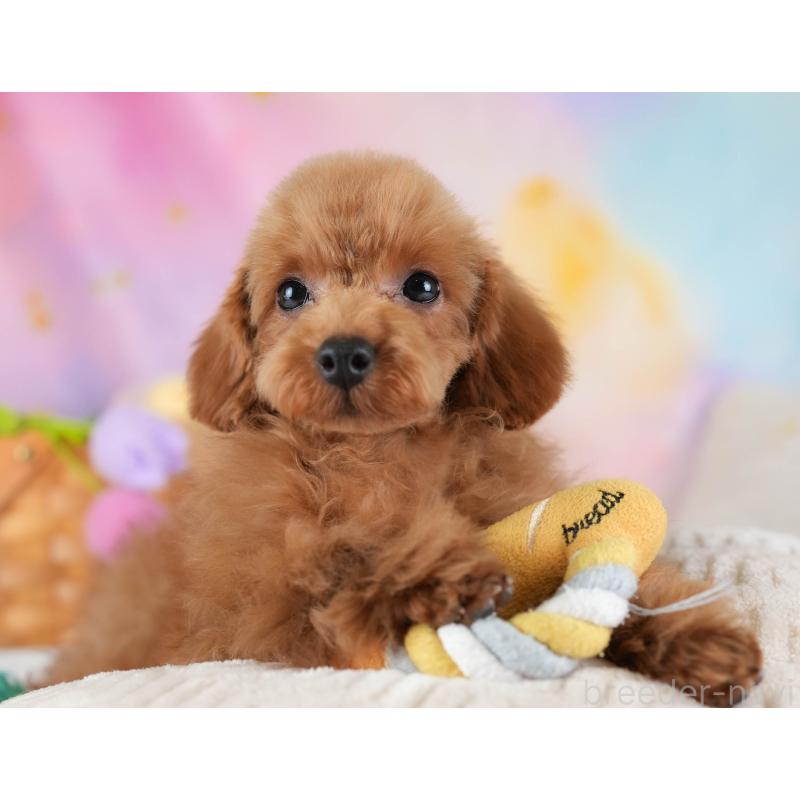 販売中の埼玉県のトイプードル-436350の11枚目