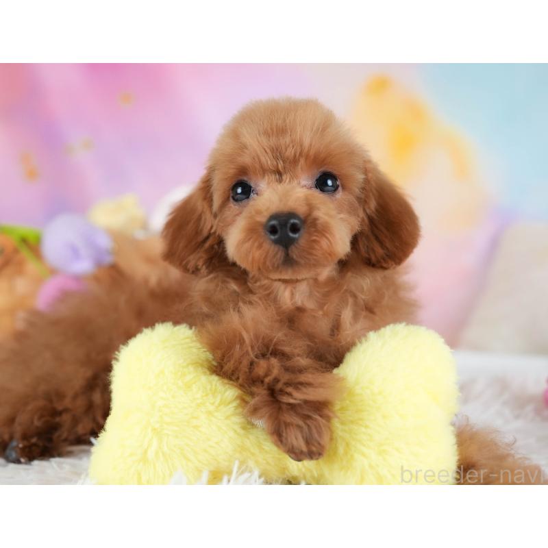 販売中の埼玉県のトイプードル-436350の10枚目