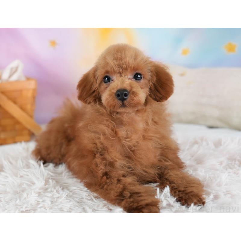 販売中の埼玉県のトイプードル-436350の9枚目