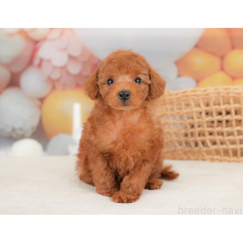 販売中の埼玉県のトイプードル-436350の8枚目