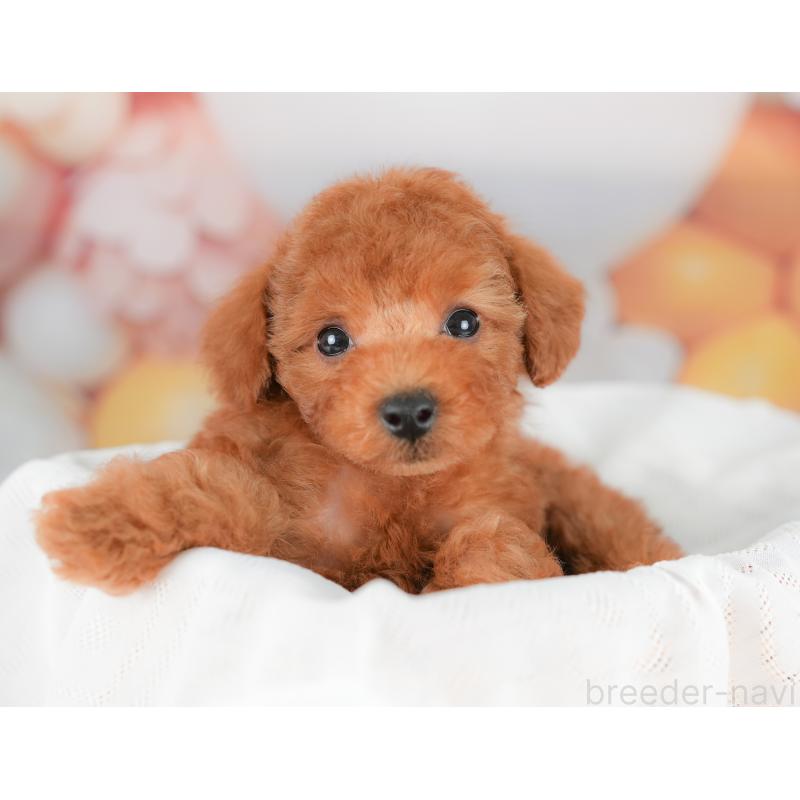 販売中の埼玉県のトイプードル-436350の7枚目