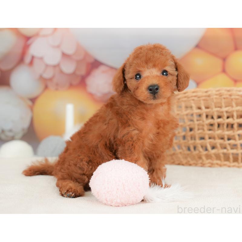 販売中の埼玉県のトイプードル-436350の5枚目