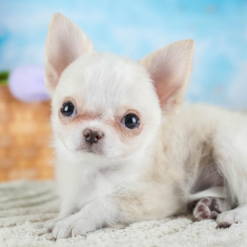 販売中の埼玉県のチワワ(ロングコート)-436345の1枚目