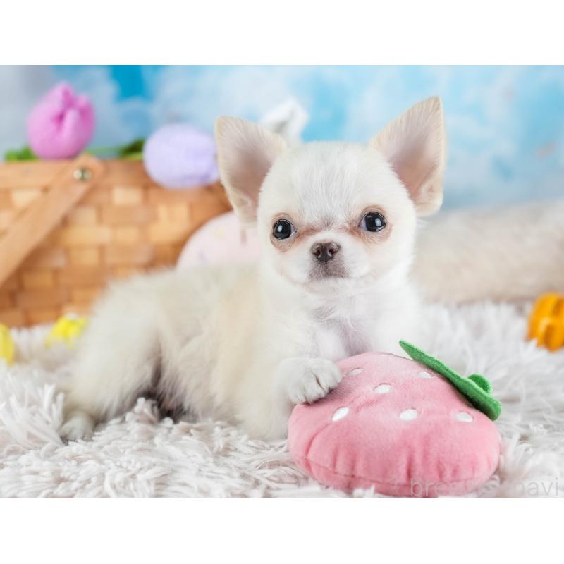 販売中の埼玉県のチワワ(ロングコート)-436345の11枚目