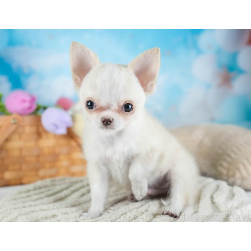 販売中の埼玉県のチワワ(ロングコート)-436345の10枚目