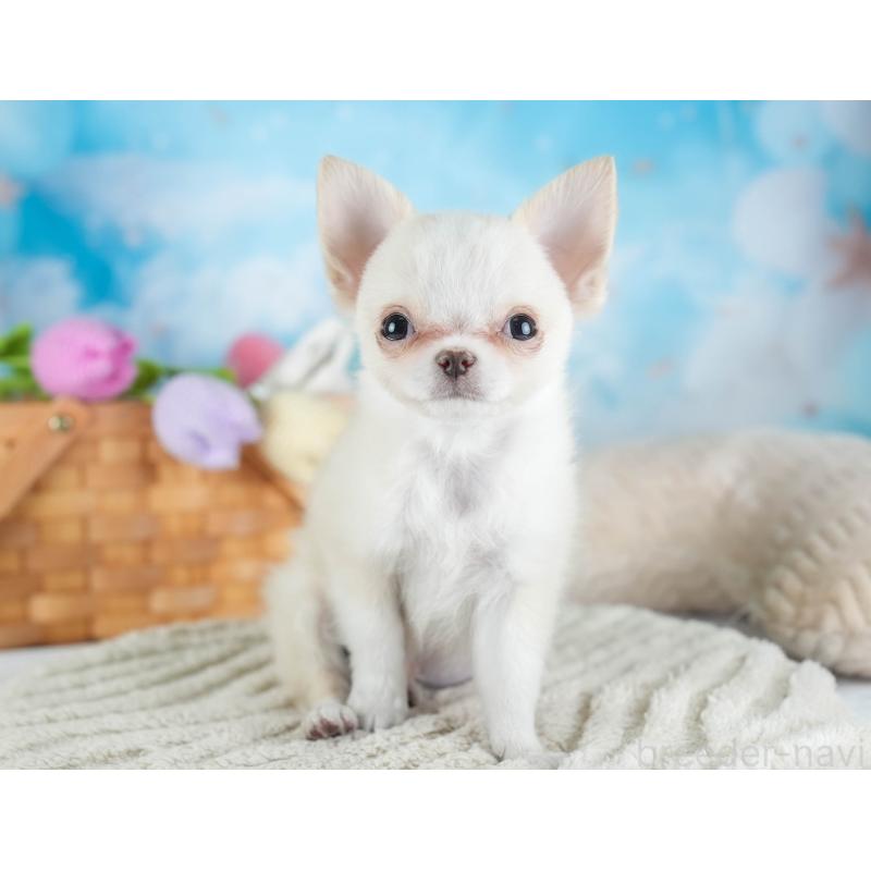 販売中の埼玉県のチワワ(ロングコート)-436345の9枚目