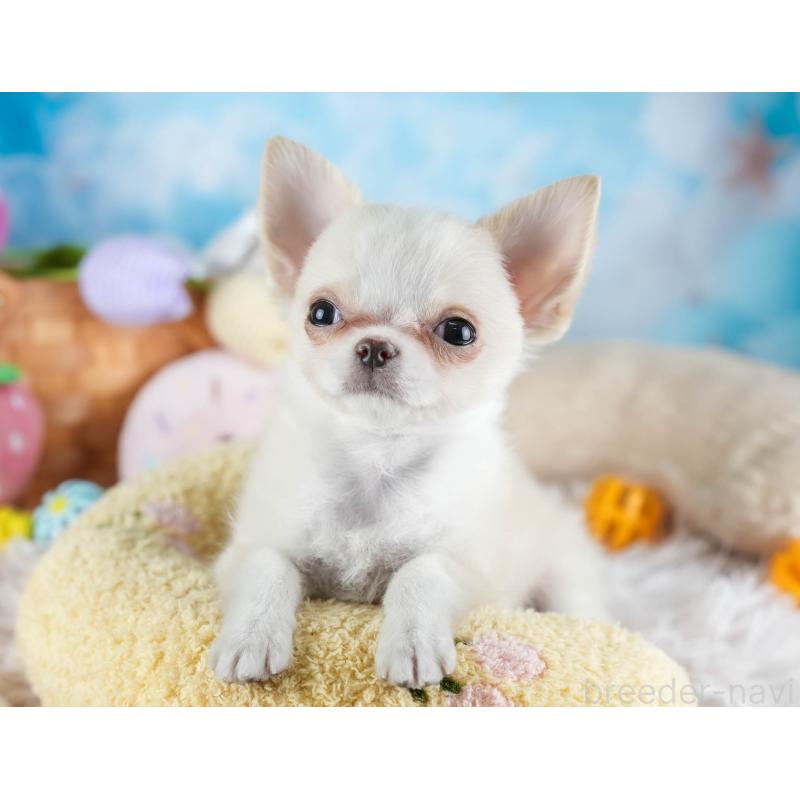 販売中の埼玉県のチワワ(ロングコート)-436345の8枚目