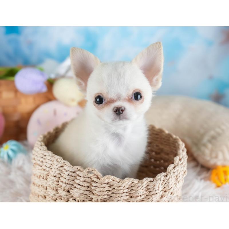 販売中の埼玉県のチワワ(ロングコート)-436345の7枚目