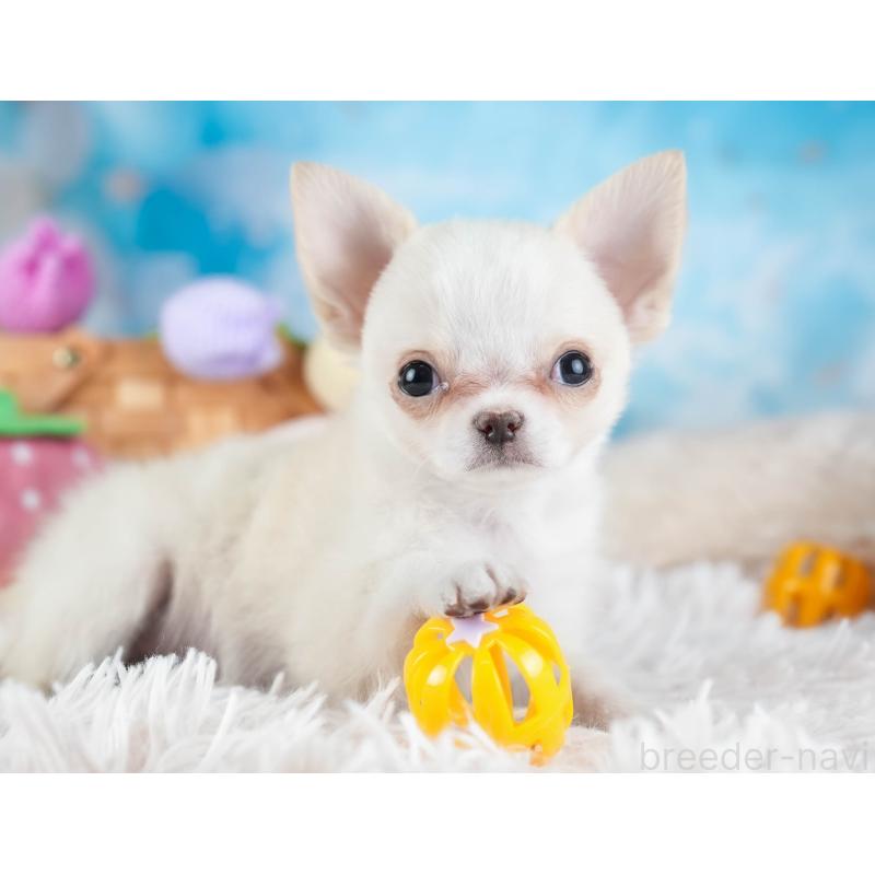 販売中の埼玉県のチワワ(ロングコート)-436345の6枚目