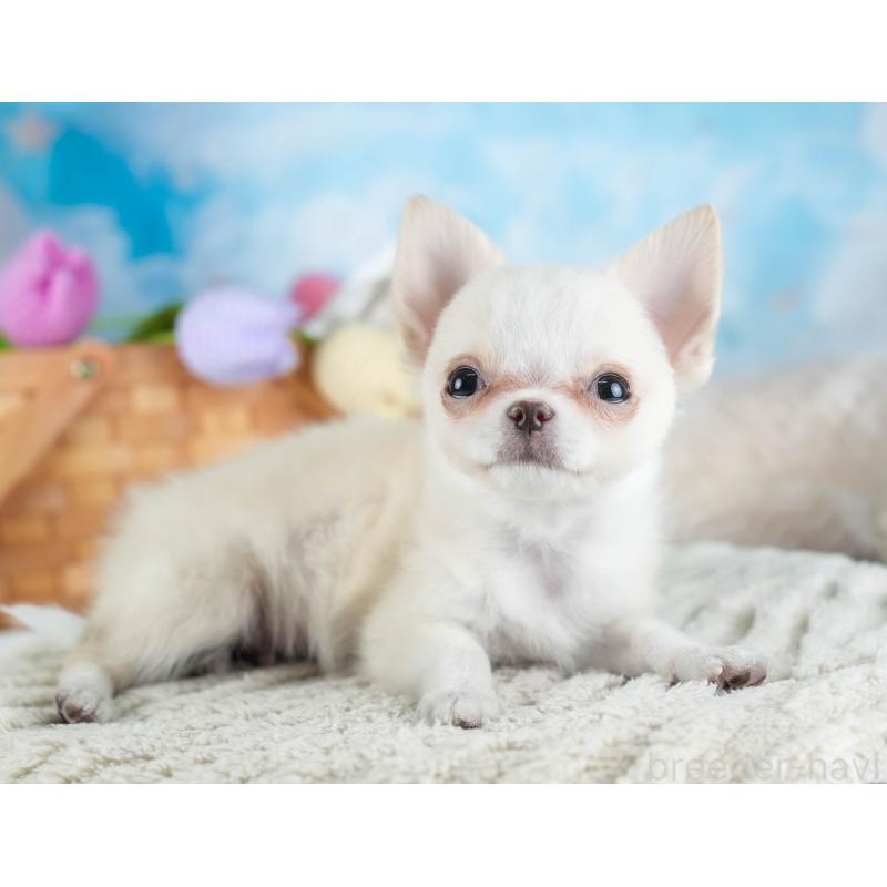 販売中の埼玉県のチワワ(ロングコート)-436345の5枚目