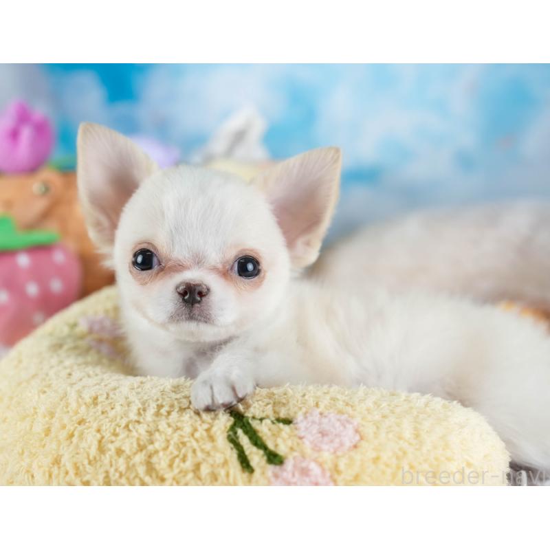 販売中の埼玉県のチワワ(ロングコート)-436345の4枚目