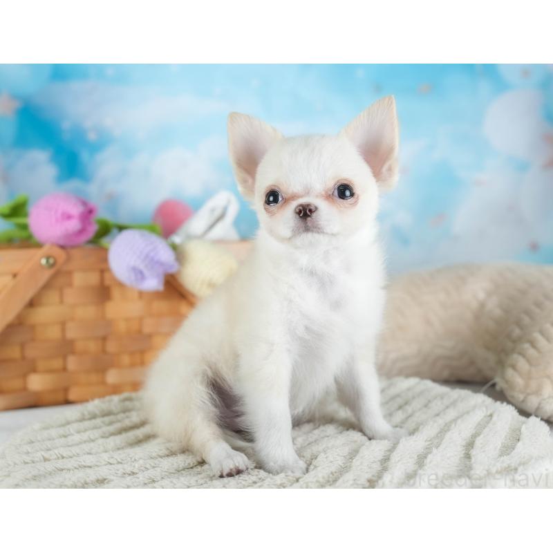 販売中の埼玉県のチワワ(ロングコート)-436345の3枚目