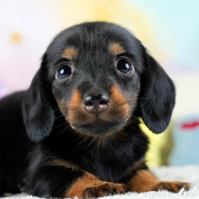 販売中の埼玉県のミニチュアダックスフンド(ロングヘアード)-436324の1枚目