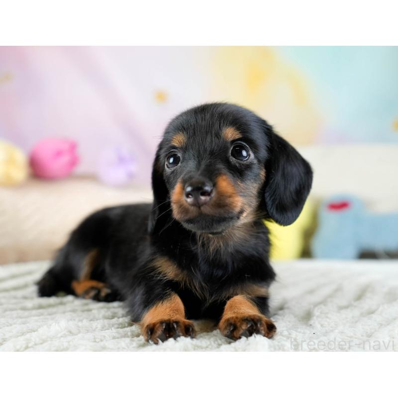 販売中の埼玉県のミニチュアダックスフンド(ロングヘアード)-436324の11枚目