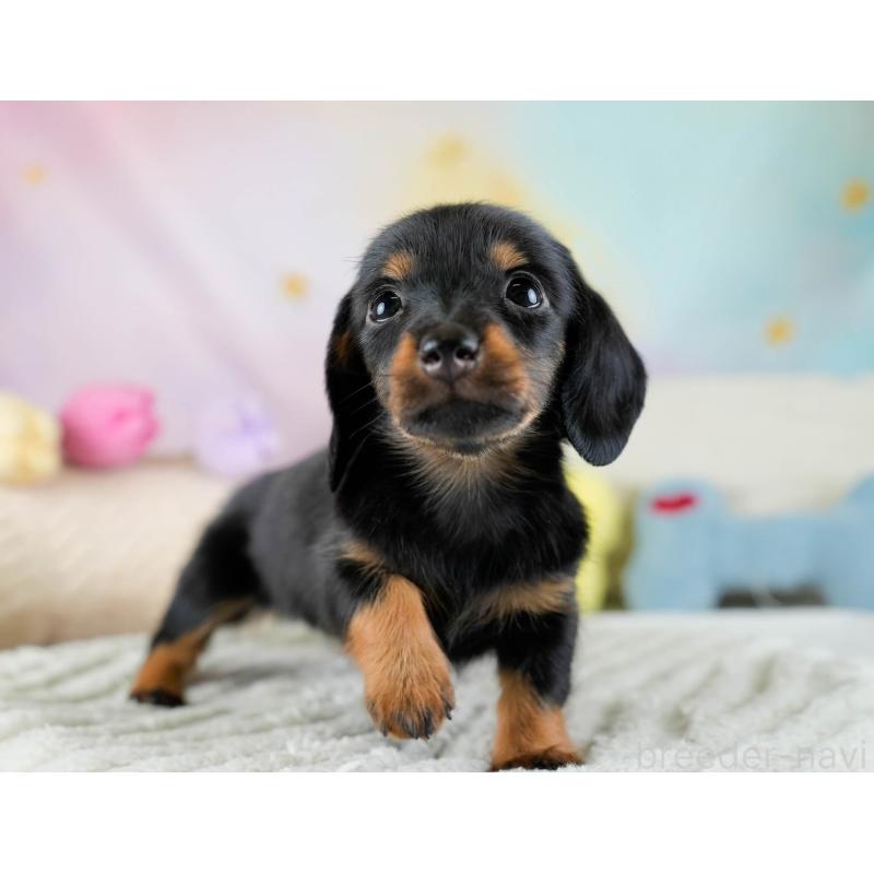 販売中の埼玉県のミニチュアダックスフンド(ロングヘアード)-436324の10枚目