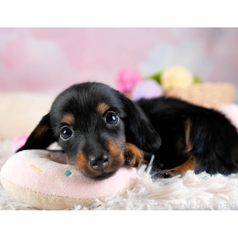 販売中の埼玉県のミニチュアダックスフンド(ロングヘアード)-436324の9枚目