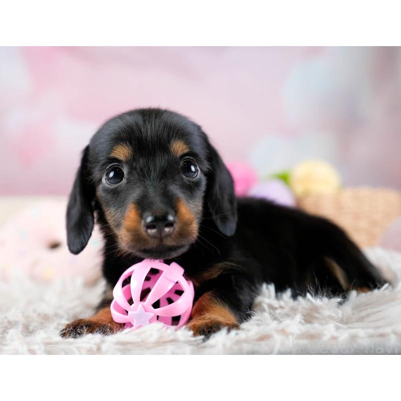 販売中の埼玉県のミニチュアダックスフンド(ロングヘアード)-436324の5枚目