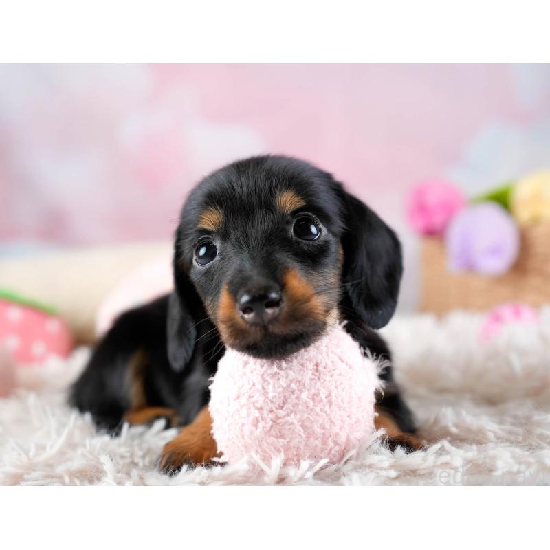 販売中の埼玉県のミニチュアダックスフンド(ロングヘアード)-436324の3枚目