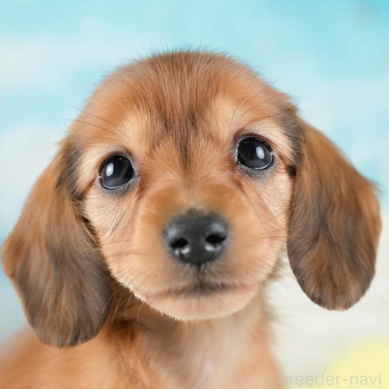 販売中の埼玉県のミニチュアダックスフンド(ロングヘアード)-436340