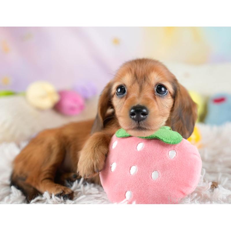 販売中の埼玉県のミニチュアダックスフンド(ロングヘアード)-436340の11枚目