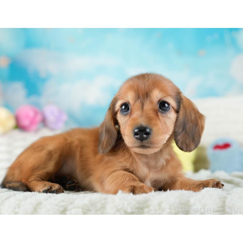 販売中の埼玉県のミニチュアダックスフンド(ロングヘアード)-436340の9枚目