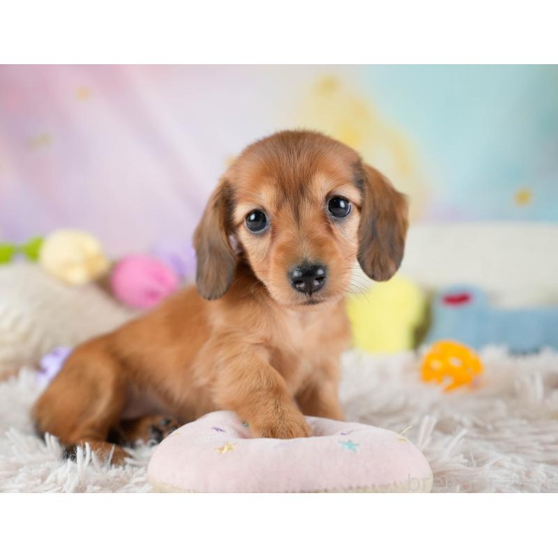 販売中の埼玉県のミニチュアダックスフンド(ロングヘアード)-436340の8枚目